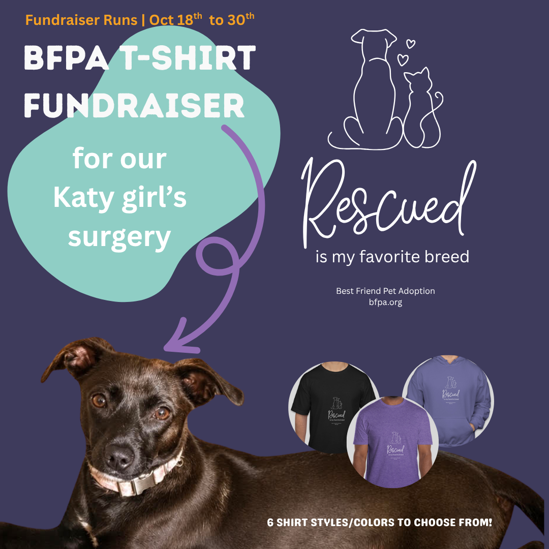Katy's surgery fundraiser